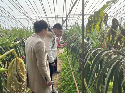 高新區馬山街道開展春節前農產品質量安全抽檢與技術指導