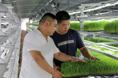 庫爾勒市 水培飼草技術開發助力牛羊健康養殖