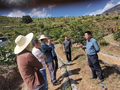 楚雄市加大技術指導，助推芒果產業發展與種植技術開發