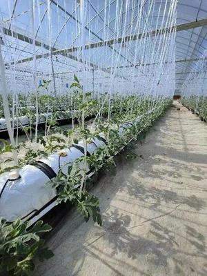 脫下軍裝，投身現代智慧農業 一位退役軍人的金山種植技術開發之路